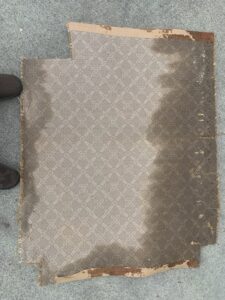 Urine Stains Removal Of Bad Carpet Greenwood